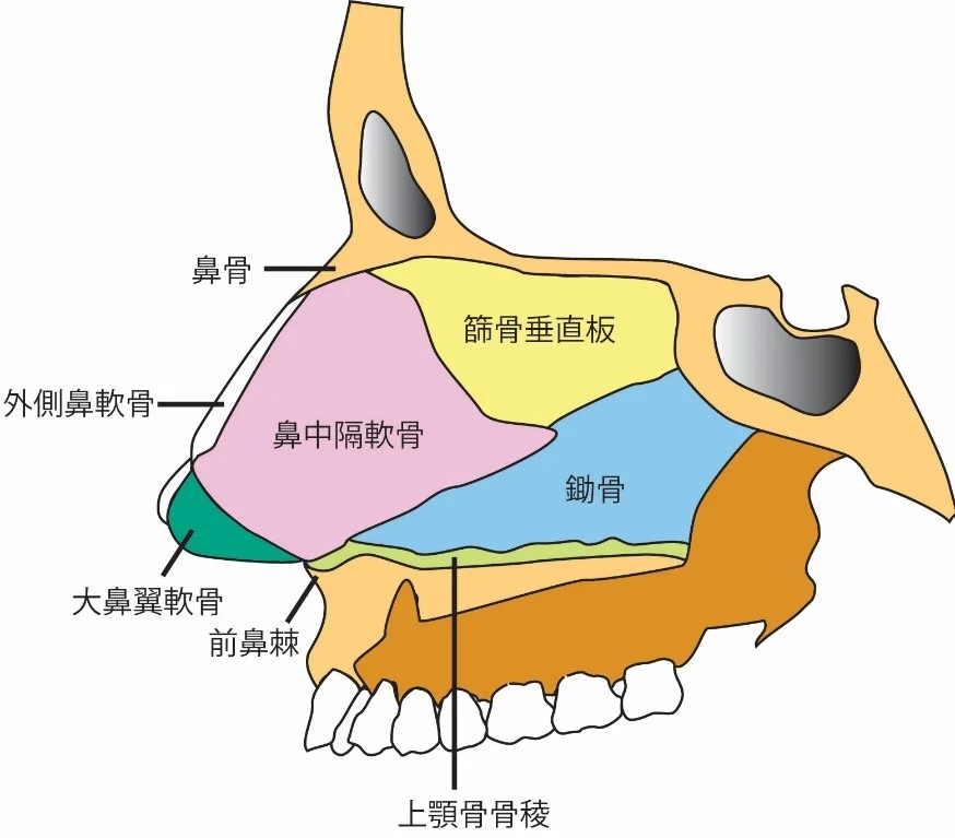 鼻中隔の構造