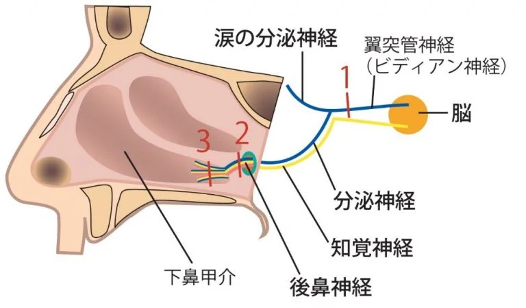 鼻の構造