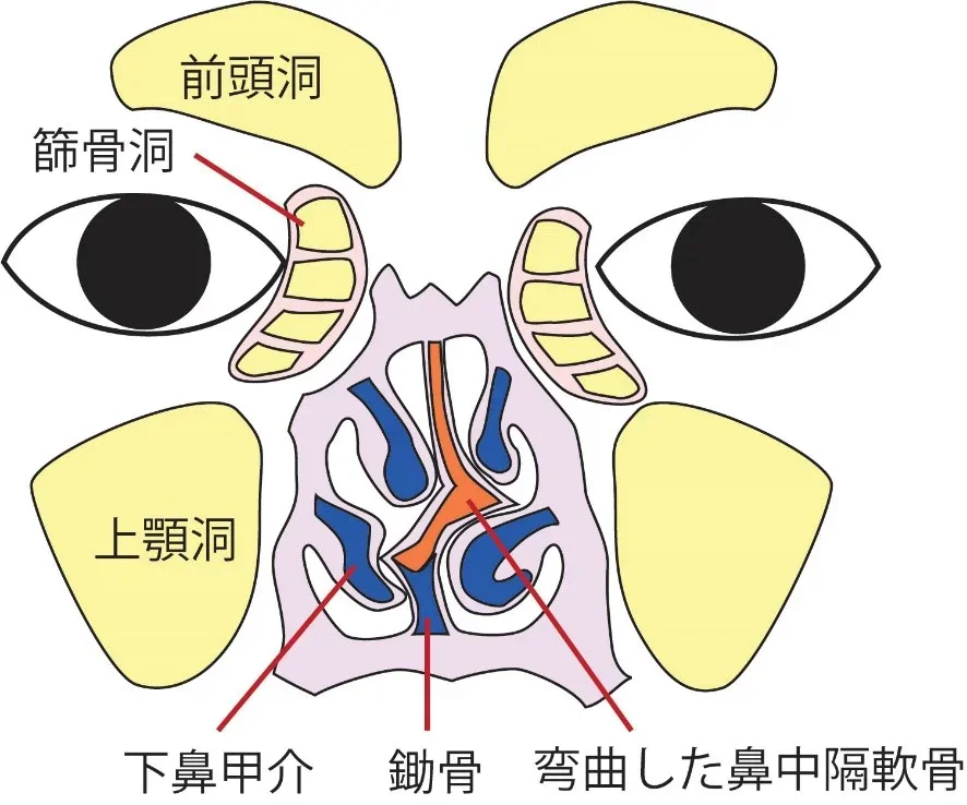 鼻中隔の構造