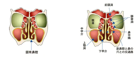 鼻の構造